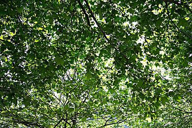 《Fate＆stay night》重制版登陆Switch＆Steam 经典回归